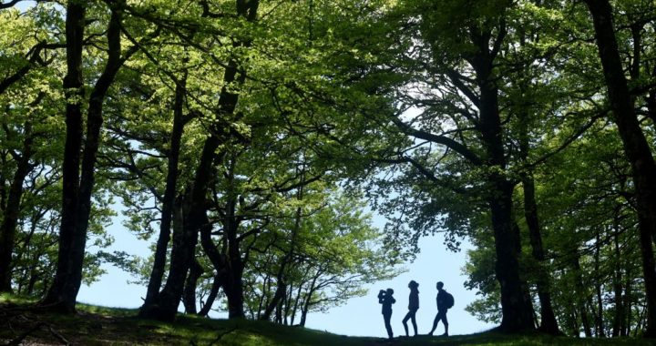Peticiju za zabranu seče šuma Fruške gore potpisalo više od sedam hiljada građana